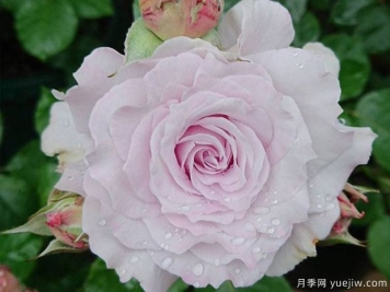 小乖乖月季/可愛(ài)精靈月季