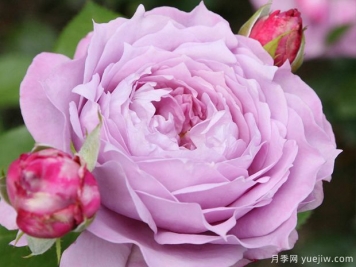諾瓦利斯月季/藍(lán)花詩(shī)人/波塞冬