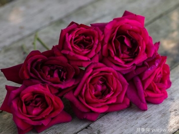 冷艷高貴，推薦5個濃香黑紅色月季品種