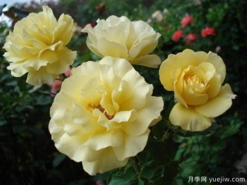 愛(ài)麗絲公主月季