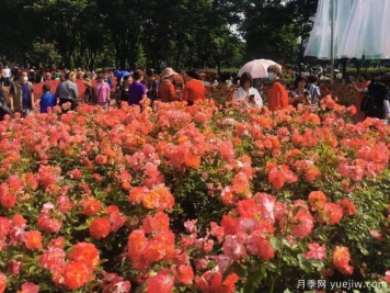 春天月季盛開，德陽的市花月季該有多美！