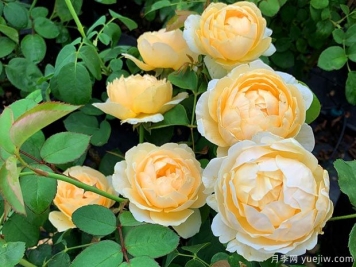 推薦6個藤本月季品種，一年長成花墻，四季花開不斷