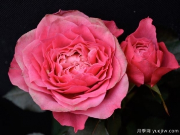 超長(zhǎng)待機(jī)的微月，永遠(yuǎn)的馬焦雷月季