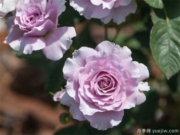蜻蜓月季，喜歡紫色花必須入手