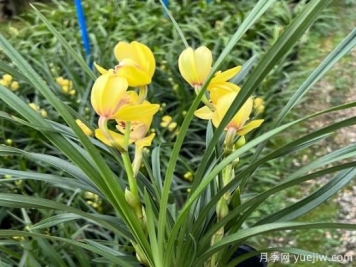 蘭花常見(jiàn)病害喲哪些？如何識(shí)別與防治？