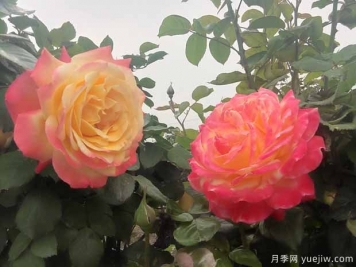 防治7種蟲害，秋天養(yǎng)月季很容易