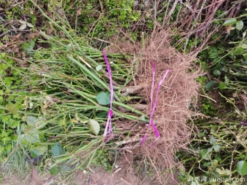 月季裸根苗到手后該如何處理，裸根苗的正確栽植方法