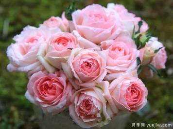 月季夏花丑，這4個(gè)品種試試，夏花美比春花