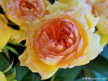 蜉蝣月季/陽(yáng)炎月季