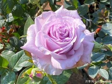 天然香水月季
