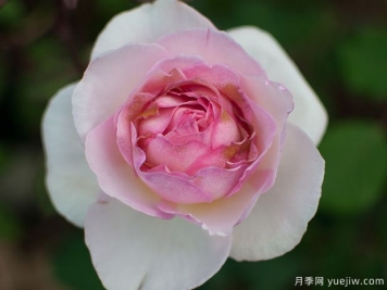 夏莉法阿斯馬月季