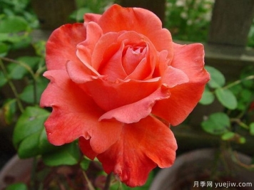 斯巴達(dá)月季