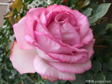 伊芙砂糖藝術月季