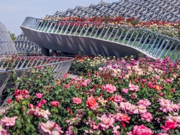 上海辰山植物園月季園獲世界優(yōu)秀月季園稱號(hào)