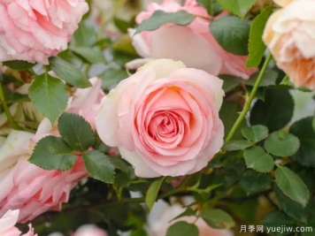 月季花如何施肥能花多色艷？月季施肥時(shí)間注意點(diǎn)