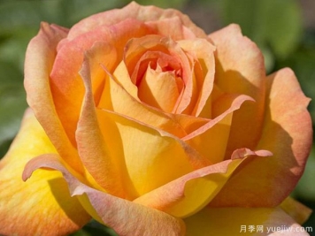 夏日時(shí)光月季/陽(yáng)光浪漫月季