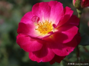 至高無(wú)上月季
