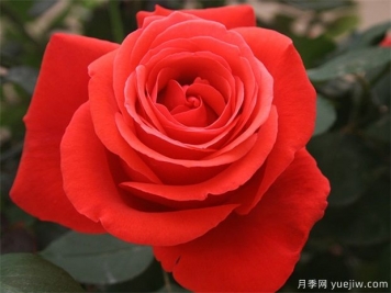 花友寶典，月季養(yǎng)護要點說明書