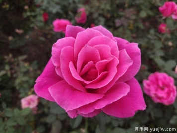 青島西海岸：花卉市場(chǎng)尋春色 賞花買花年味濃