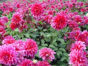 月季花花期長，養(yǎng)花還有哪幾種花期可達半年？