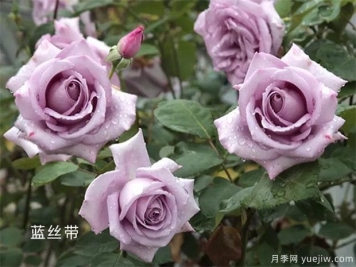 藍(lán)絲帶月季/蘭絲帶月季