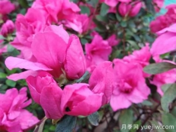  如何把杜鵑花養(yǎng)好？做好四點，花開熱情四季可賞