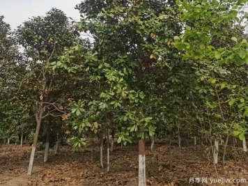 廣玉蘭落葉子禿頂?shù)脑斐稍?？根系生長環(huán)境是關(guān)鍵
