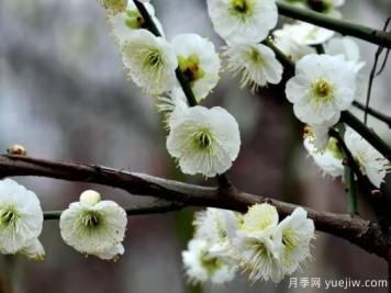 綠萼華--梅花珍品，詩(shī)歌贊分享