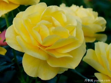 陽(yáng)光花環(huán)月季