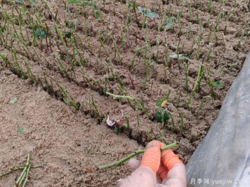 扦插不成功，可能是種植的環(huán)境條件不達(dá)標(biāo)