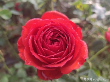 玫瑰？月季？薔薇？如何分清楚？情人節(jié)送的是什么？