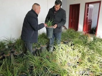 南陽西峽蘭花香飄正好，蘭花培育致富