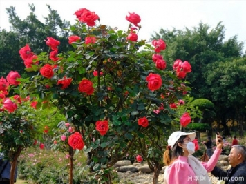 南寧南湖公園月季園2萬株月季競相綻放，美極了！