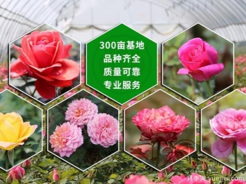南陽(yáng)漢月花卉園藝有限公司