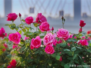 月季盛會(huì)，南陽(yáng)將舉辦2023中國(guó)·南陽(yáng)首屆世界月季博覽會(huì)