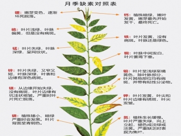 月季應(yīng)該用什么樣的肥料？月季全年用肥技巧精簡(jiǎn)版