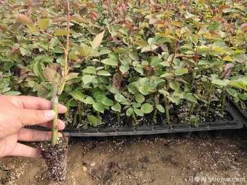 月季牙簽苗過冬做好5件事，春天變中苗，開花多生長快