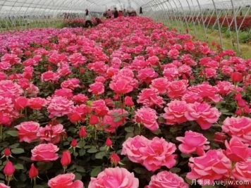 養(yǎng)花絕不外傳的8個絕招