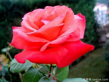 克里斯托弗哥倫布月季