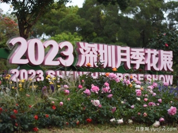 2023年深圳月季花展開幕，數(shù)萬株月季驚艷盛放