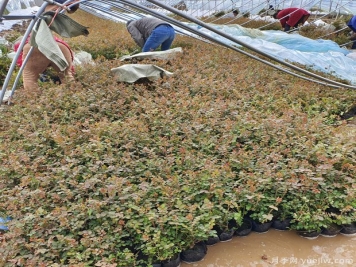 三月大暴雪，南陽月季大棚遭受重大損失