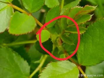 月季盲芽的識別與原因，要不要抹芽？