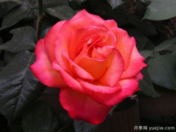 林草工作者必知的名詞術(shù)語(yǔ)，包含林業(yè)草原園林