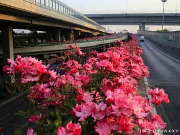 30萬株新品種，杭州高架月季會(huì)帶來什么樣的驚喜？