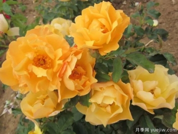 優(yōu)雅的皮拉月季