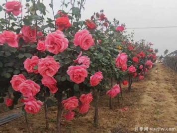 重慶樹(shù)狀月季美麗盛開(kāi)，進(jìn)入花期