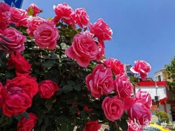 曲靖麒麟?yún)^(qū)樹狀月季花開成錦，芬芳四溢