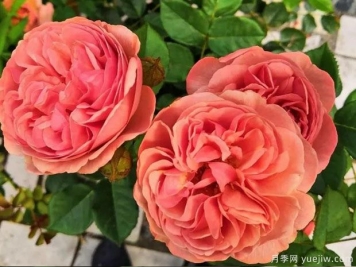 修道院公園月季/魯汶公園月季