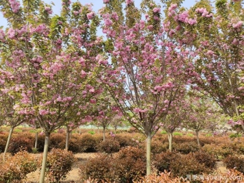 櫻花樹幾年可以開花？日本晚櫻開花的觀賞價值