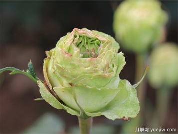 神秘清新脫俗超仙，推薦6種綠色月季品種